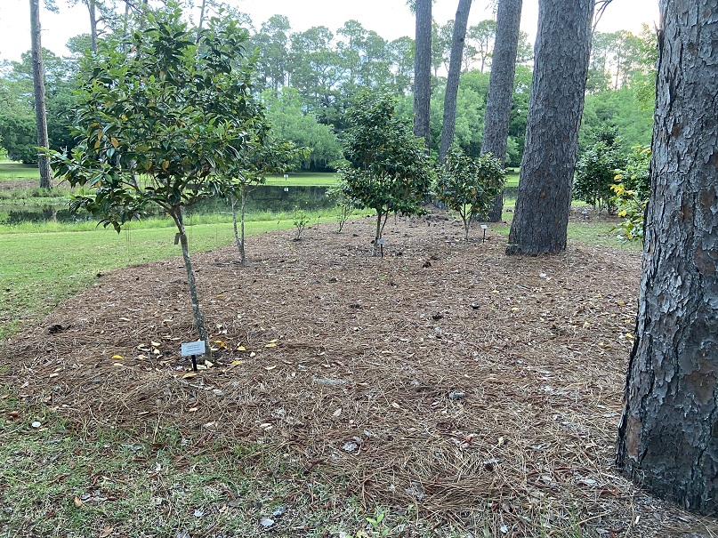 What’s the Deal with Mulch? 4 Mulches Worthy of Consideration Brookgreen